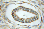 SUGT1 Antibody in Immunohistochemistry (Paraffin) (IHC (P))