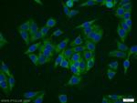 TTC1 Antibody in Immunocytochemistry (ICC/IF)