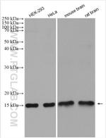 UBE2D3 Antibody in Western Blot (WB)