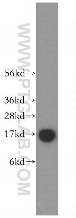 UBE2D3 Antibody in Western Blot (WB)