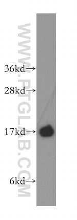 UBE2D3 Antibody in Western Blot (WB)
