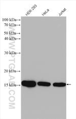 UBE2D3 Antibody in Western Blot (WB)