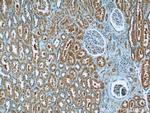 PARK7/DJ-1 Antibody in Immunohistochemistry (Paraffin) (IHC (P))