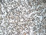 PARK7/DJ-1 Antibody in Immunohistochemistry (Paraffin) (IHC (P))