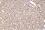 Ferritin heavy chain Antibody in Immunohistochemistry (Paraffin) (IHC (P))