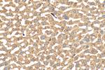 Ferritin heavy chain Antibody in Immunohistochemistry (Paraffin) (IHC (P))