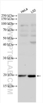 Ferritin heavy chain Antibody in Western Blot (WB)