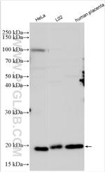 Ferritin heavy chain Antibody in Western Blot (WB)