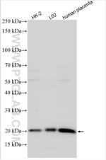 Ferritin heavy chain Antibody in Western Blot (WB)