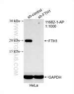 Ferritin heavy chain Antibody in Western Blot (WB)