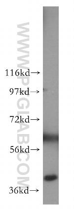 PLEK2 Antibody in Western Blot (WB)