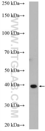 PLEK2 Antibody in Western Blot (WB)