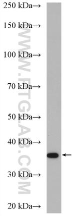 PLEK2 Antibody in Western Blot (WB)