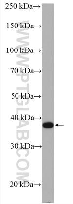 PLEK2 Antibody in Western Blot (WB)