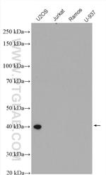 PLEK2 Antibody in Western Blot (WB)