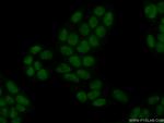 HMGN4 Antibody in Immunocytochemistry (ICC/IF)