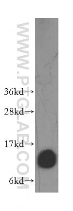 DYNLT3 Antibody in Western Blot (WB)