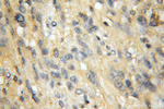 EXOC1 Antibody in Immunohistochemistry (Paraffin) (IHC (P))