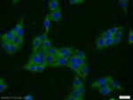 SERF2 Antibody in Immunocytochemistry (ICC/IF)