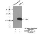 SERF2 Antibody in Immunoprecipitation (IP)