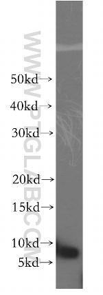 SERF2 Antibody in Western Blot (WB)