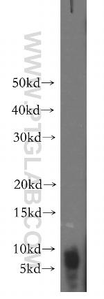 SERF2 Antibody in Western Blot (WB)