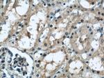 TAX1BP3 Antibody in Immunohistochemistry (Paraffin) (IHC (P))