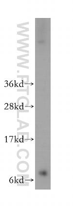 GNG2 Antibody in Western Blot (WB)