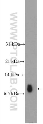 GNG2 Antibody in Western Blot (WB)