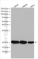 ARL5B Antibody in Western Blot (WB)