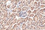 HMGN1 Antibody in Immunohistochemistry (Paraffin) (IHC (P))