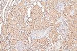 HMGN1 Antibody in Immunohistochemistry (Paraffin) (IHC (P))