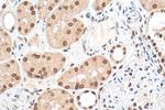 HMGN1 Antibody in Immunohistochemistry (Paraffin) (IHC (P))