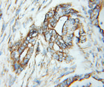 TPST2 Antibody in Immunohistochemistry (Paraffin) (IHC (P))