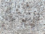 TSFM Antibody in Immunohistochemistry (Paraffin) (IHC (P))
