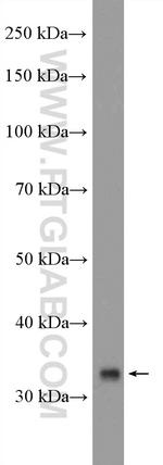 TSFM Antibody in Western Blot (WB)