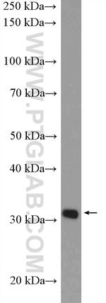TSFM Antibody in Western Blot (WB)