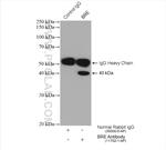 BRE Antibody in Immunoprecipitation (IP)