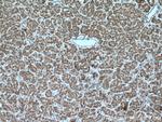 MRPL23 Antibody in Immunohistochemistry (Paraffin) (IHC (P))