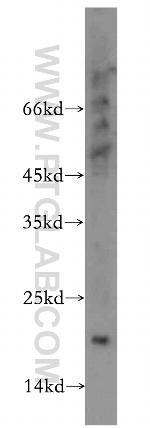 MRPL23 Antibody in Western Blot (WB)