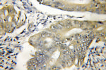 DNAJB6 Antibody in Immunohistochemistry (Paraffin) (IHC (P))