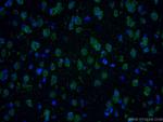 SMN Antibody in Immunohistochemistry (PFA fixed) (IHC (PFA))