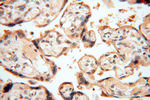 SMN Antibody in Immunohistochemistry (Paraffin) (IHC (P))