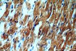SMN Antibody in Immunohistochemistry (Paraffin) (IHC (P))