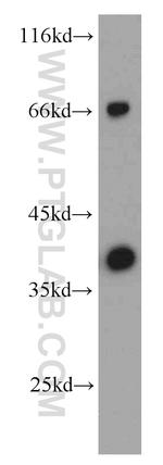 SMN Antibody in Western Blot (WB)