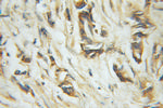 CSN1 Antibody in Immunohistochemistry (Paraffin) (IHC (P))