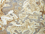 GAR1 Antibody in Immunohistochemistry (Paraffin) (IHC (P))