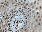 GAR1 Antibody in Immunohistochemistry (Paraffin) (IHC (P))