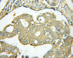 DNAJA1 Antibody in Immunohistochemistry (Paraffin) (IHC (P))