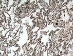 IFITM3 Antibody in Immunohistochemistry (Paraffin) (IHC (P))